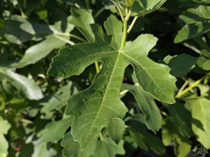 Ficus Řež