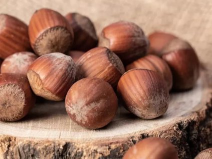 Lieska najväčšia 'Wunder aus Bollweiler''