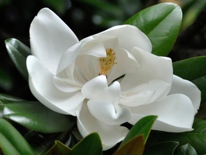 Šácholán veľkokvetý 'Purpan'