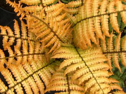 Papraď Wallichova 'Jurassic Gold' - Dryopteris wallichiana 'Jurassic Gold'