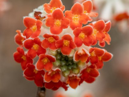 Edgevortia 'Red Dragon'