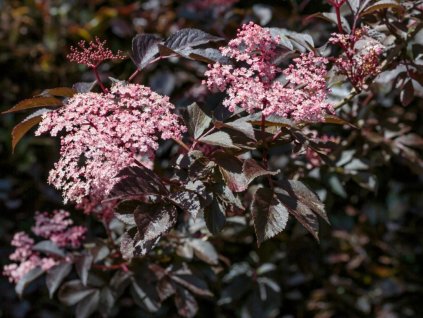 Bez čierny 'Guincho Purple'
