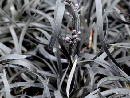 Sedoulek japonský 'Black Dragon' - Ophiopogon japonicus 'Black Dragon'