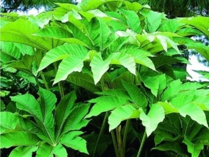 Arália papierodárna