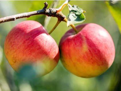 Jabloň stĺpovitá 'Slima'