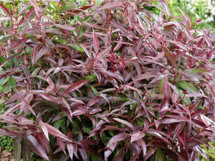 Leucothoe  'Burning Love'