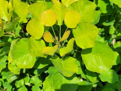 Ruj vlasatá  'Lemon Lady'