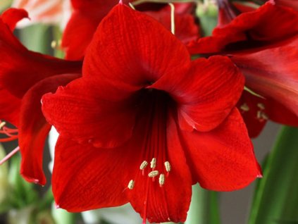 Amarylis 'Royal Red'