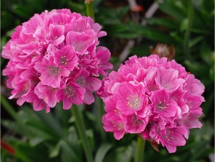 Trávnička prímorská 'Dreameria Daydream' - Armeria pseudoarmeria 'Dreameria Daydream'