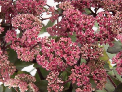 Rozchodník veľký 'Seduction Rose Charm' - Sedum telephium 'Seduction Rose Charm'