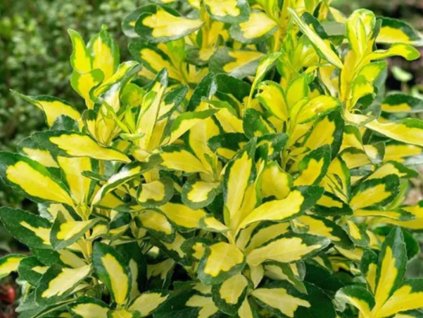 Bršlen japonský 'Golden Queen'