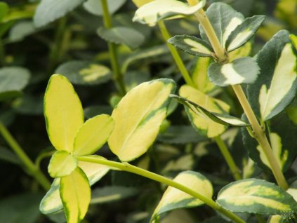 Bršlen japonský 'Aurea'