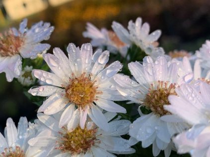 Astra 'Alpha White' - Aster gracillis 'Alpha White'
