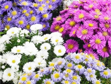 Astra novobelgická 'Starletta Carnaval' - Aster novi-belgii 'Starletta Carnaval'