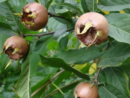 Mišpule 'Holandská obrie'