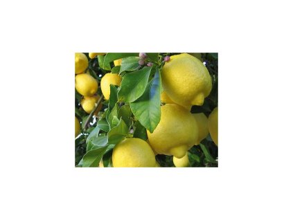 Citroník 'Lemon'