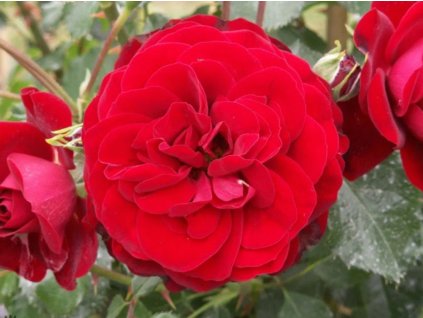 Ruža 'Balmoral™Palace®'