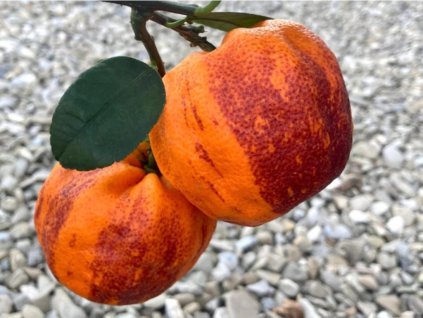 Pomarančovník 'Acrobal'