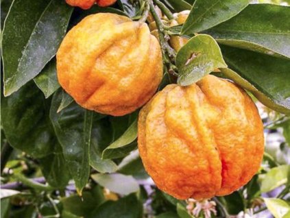 Pomarančovník horký 'Corrugato'