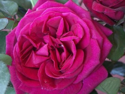 Ruža 'Blackberry Nip®'