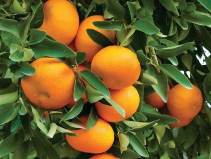 Mandarínka 'Avana Apireno'