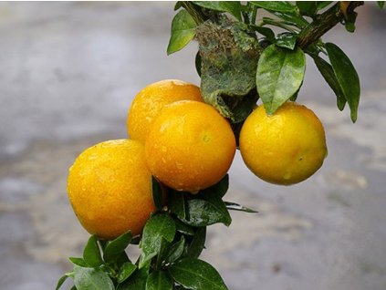 Citrus 'MYRTIFOLIA x LIMON'