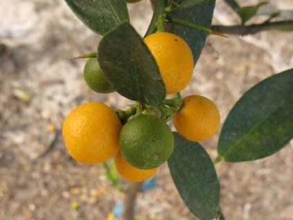 Citrus 'Procimequat'