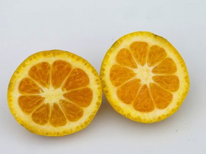 Citrus 'Upavanskij'