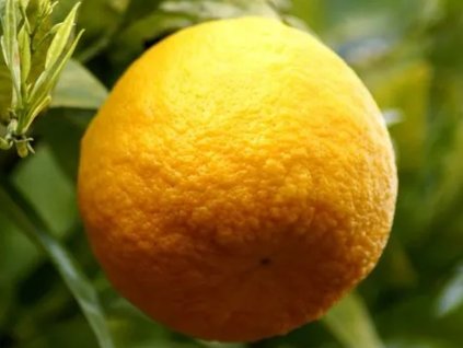 Citrus 'Otaheite × Troyer’