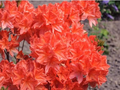 Azalka 'Koster Brilliant Red'
