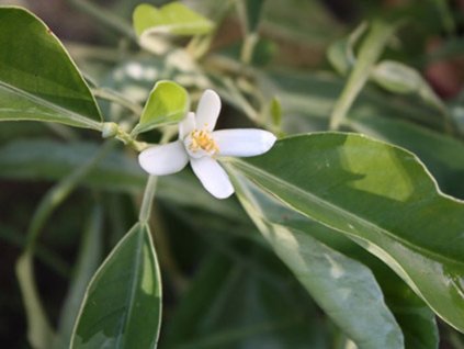 Pomarančovník horký 'Castello Mutazione'