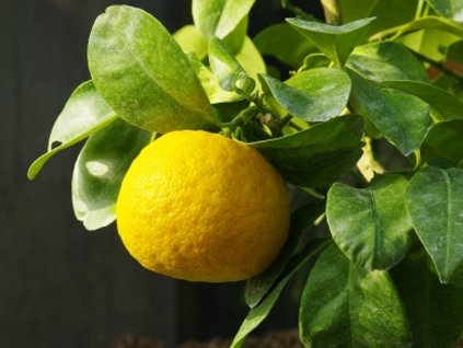 Pomarančovník myrtolistý 'Crispifolia'