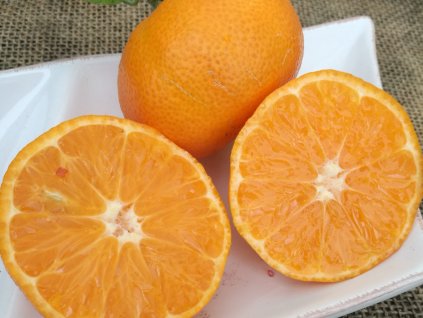 Mandarínka 'Clemenules'