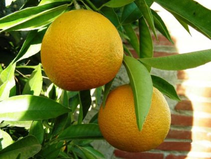 Mandarínka 'Loretina'