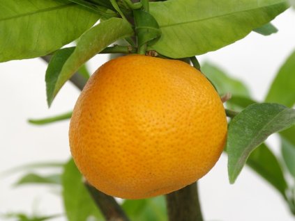 Mandarínka 'Spinoso'