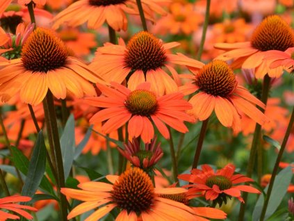 Echinacea 'Kismet® Intense Orange' - Echinacea 'Kismet® Intense Orange'