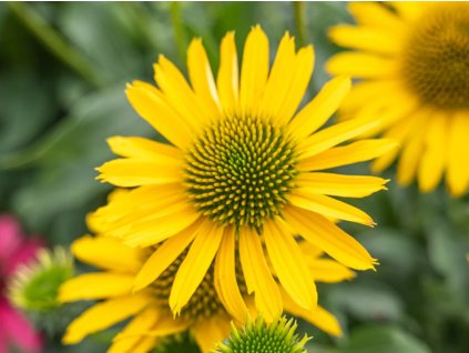 Echinacea 'Kismet® Yellow' - Echinacea 'Kismet® Yellow'