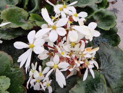 Lomikameň cortusifolia Dancing Pixies 'Thea' - Saxifraga cortusifolia Dancing Pixies 'Thea'