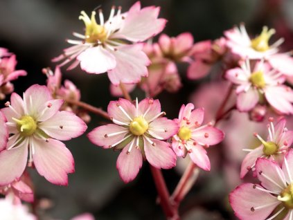 Lomikameň cortusifolia Dancing Pixies 'Tilda' - Saxifraga cortusifolia Dancing Pixies 'Tilda'