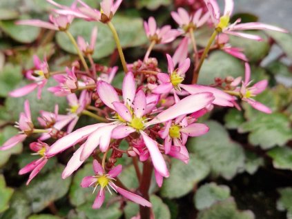 Lomikameň cortusifolia Dancing Pixies 'Tini' - Saxifraga cortusifolia Dancing Pixies 'Tini'