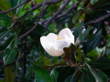 Šácholán veľkokvetý 'D.D. Blanchard'