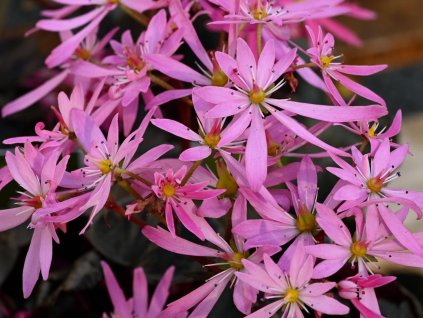 Lomikameň cortusifolia Dancing Pixies 'Tonya' - Saxifraga cortusifolia Dancing Pixies 'Tonya'