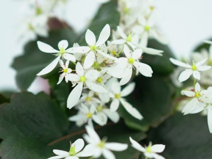 Lomikameň cortusifolia Dancing Pixies 'Tracey' - Saxifraga cortusifolia Dancing Pixies 'Tracey'