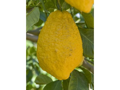 Citrus 'Peretta'