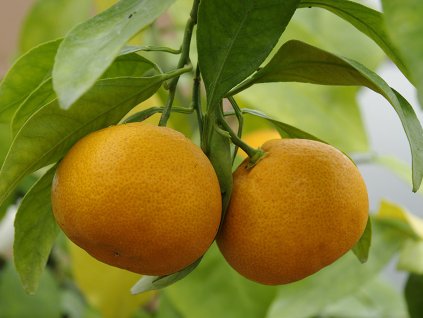 Mandarínka 'Carvalhais'