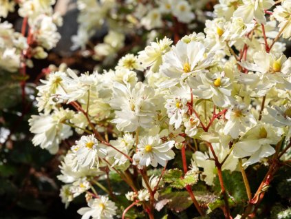 Lomikameň cortusifolia Dancing Pixies 'Tweeny' - Saxifraga cortusifolia Dancing Pixies 'Tweeny'