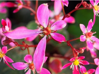 Lomikameň cortusifolia Dancing Pixies 'Twinkie' - Saxifraga cortusifolia Dancing Pixies 'Twinkie'