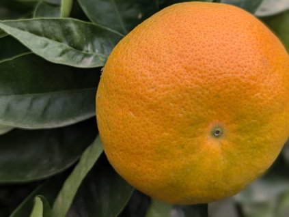 Mandarínka 'Ponkan'