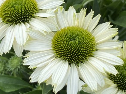 Echinacea purpurová Sunseekers 'White Perfection' - Echinacea purpurea Sunseekers 'White Perfection'