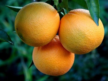 Pomarančovník 'Omishima'